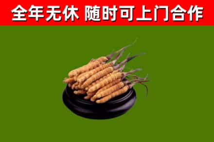双柏县回收冬虫夏草